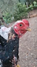 ko shamo galli galline pulcinotti 