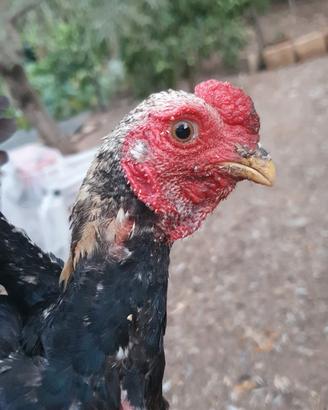 ko shamo galli galline pulcinotti 