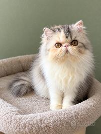 Gatti Persiani cuccioli d