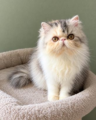 Gatti Persiani cuccioli d