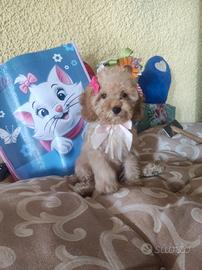 Luna barboncina Toy cucciola