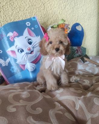 Luna barboncina Toy cucciola
