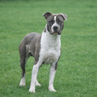 Amstaff maschio per monta