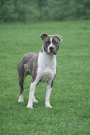 Amstaff maschio per monta