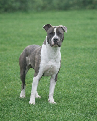Amstaff maschio per monta