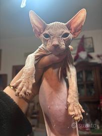 Sphynx