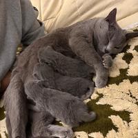 Cuccioli di Certosino con pedigree ANFI- FIFe