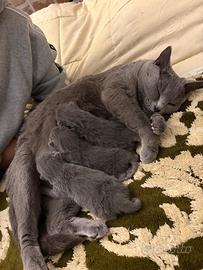 Cuccioli di Certosino con pedigree ANFI- FIFe