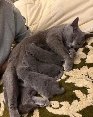 Cuccioli di Certosino con pedigree ANFI- FIFe