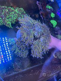Acquario marino