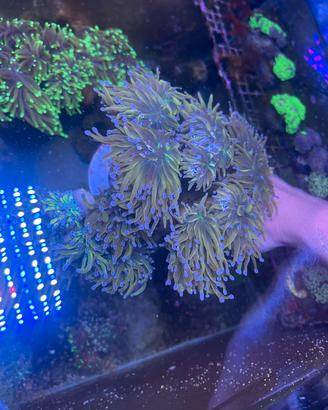 Acquario marino