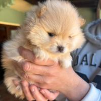 Volpino di pomerania con pedigree