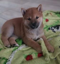 Stupendi Shiba Inu