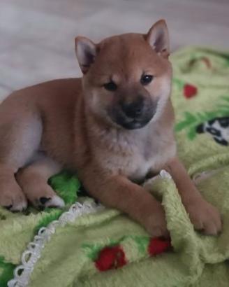 Stupendi Shiba Inu