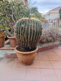 Cuscino di suocera
