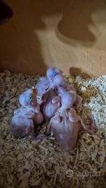 Pappagalli pulletti da inbecco