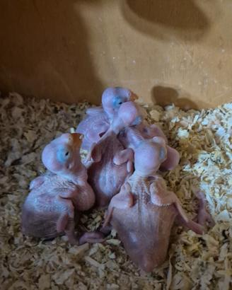 Pappagalli pulletti da inbecco