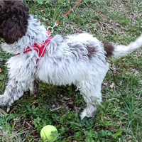 Disponibili cuccioli di lagotto romagnolo