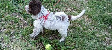 Disponibili cuccioli di lagotto romagnolo