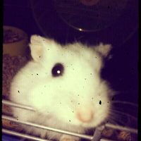 Cricetina russa età.4mesi