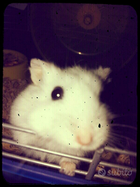 Cricetina russa età.4mesi