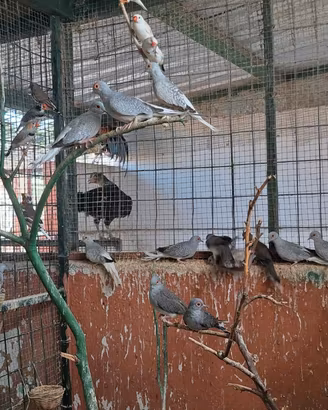 Uccelli