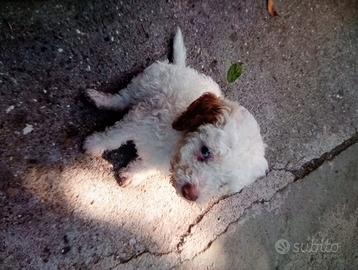 Lagotto Romagnolo cuccioli