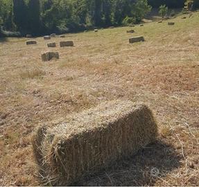 Ballini fieno cavalli bovini animali