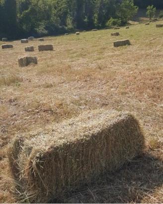 Ballini fieno cavalli bovini animali