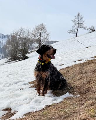 Setter tricolore