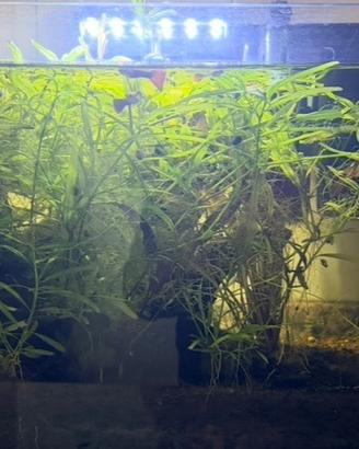 Acquario