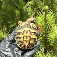 Tartarughe di terra THH