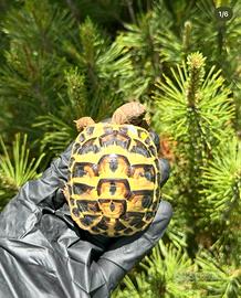 Tartarughe di terra THH