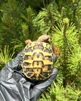 Tartarughe di terra THH