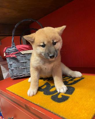 Shiba inu ( shibaaaaasaaaaaaaaa)