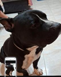 American bully quasi 3anni,dal divano al boxTORINO