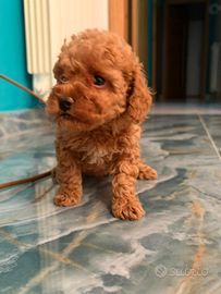 Cuccioli barboncino toy