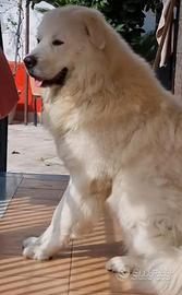 Maremmano linea Marsicana