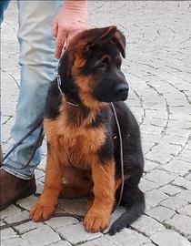 Favolosi cuccioli di pastore tedesco