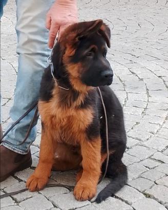 Favolosi cuccioli di pastore tedesco