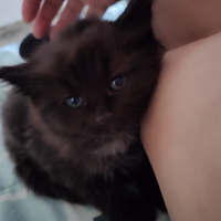 Gatti siberiani
