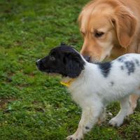 Cucciola femmina golden border mix