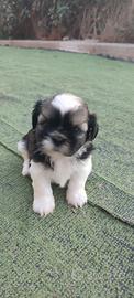 Shih tzu cuccioli