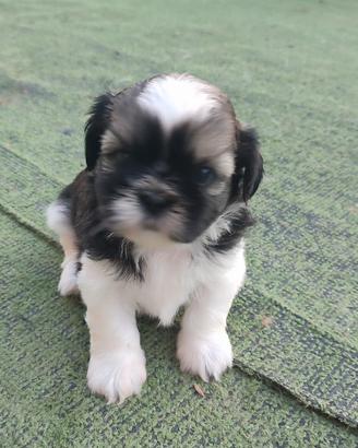 Shih tzu cuccioli