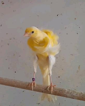 Canarini ARRICCIATI DEL SUD e ARRICCIATI DEL NORD