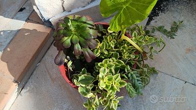 mix piante grasse