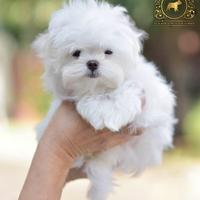 Dolcissimi cuccioli Maltese