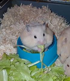 Cuccioli criceti