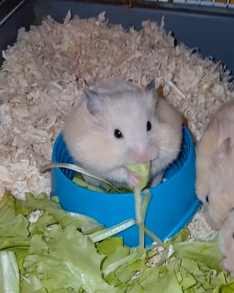 Cuccioli criceti