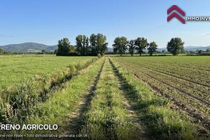 Terreno Agricolo - Arlena di Castro